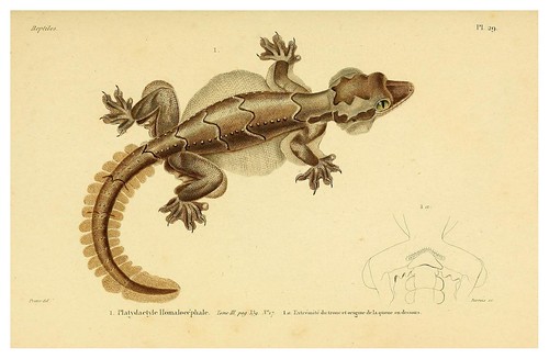 002-Erpétologie générale ou Histoire naturelle complète des reptiles 1834