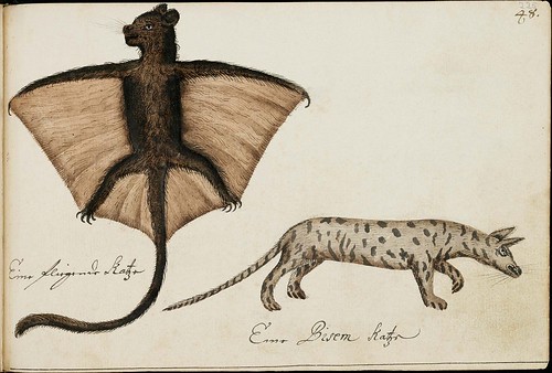 bat with tail and canine