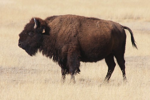 Bison (with some cattle genes)