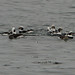 oldsquaw ducks in Friar's Bay, Campobello, Feb. 1st