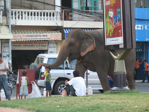 Sam Bo, the city elephant