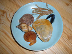 Shells from Brittas Bay
