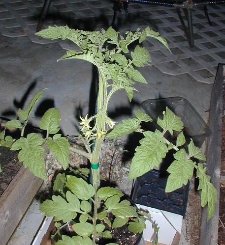 My First Tomato Plant for my 2009 Square Foot Garden