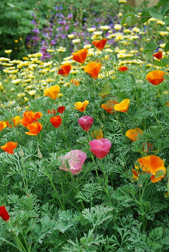Multi-Colored Poppies, Tidy Tips, Penstemons