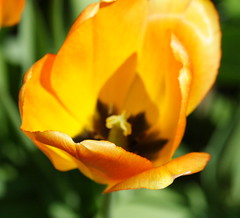 My Front Garden Tulips