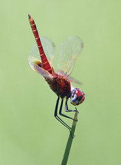 Dragonfly 2, Liwonde