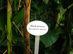 Blood Banana - Musa Acuminata Sumatrana