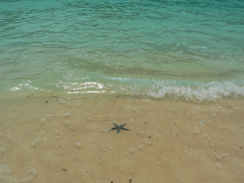 just starfish on the beach