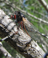 male woodland cicada