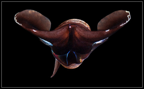 Морской черт - моллюск Limacina Helicina (Sea Butterfly)