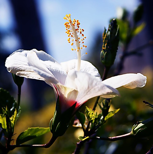 White flower by doug88888