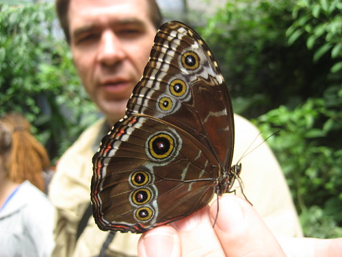The Professor encourages his Morpho to fly
