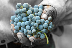 Colores de vendimia y el pueblo del vino