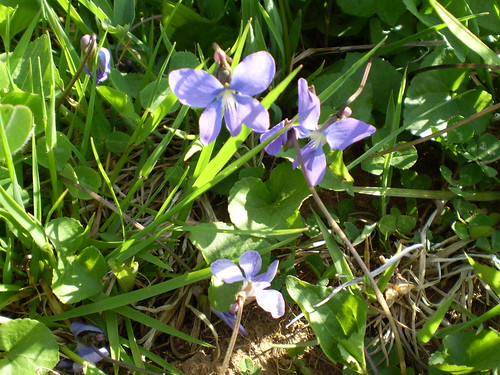 Shy violets in the grass