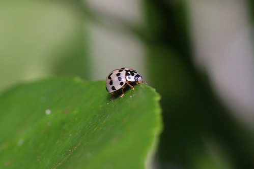 Ladybug Olla_IMG_0092