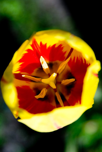 Yellow Tulip by Katherine