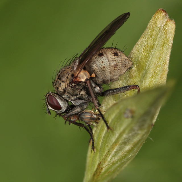 Stable Fly with Frit Fly