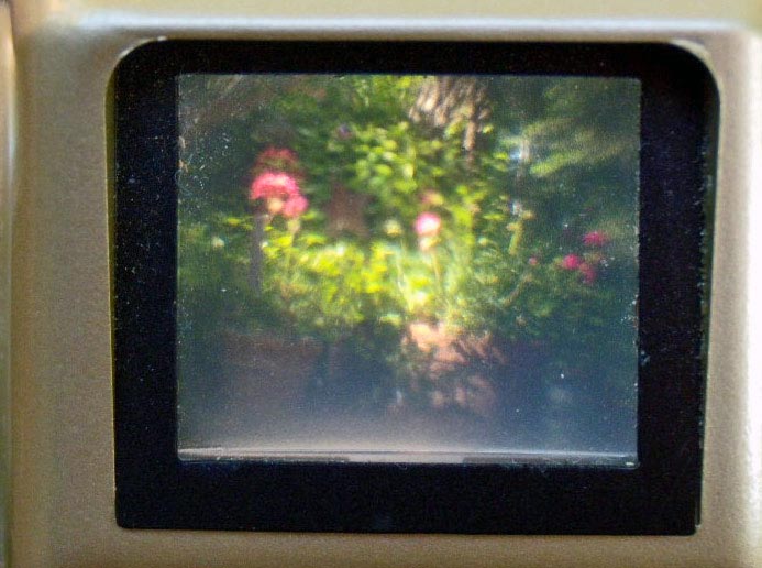 viewfinder geraniums