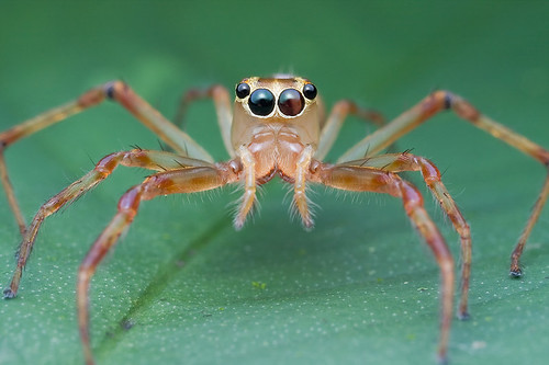 female Bathippus sp. jumping spider IMG_2978 copy