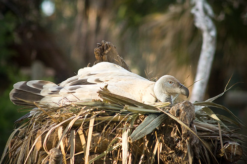 In a nest