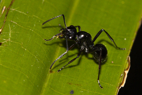 Black Ant 

Bugs in my garden