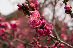 Kitano Tenmangu Plum Blossoms