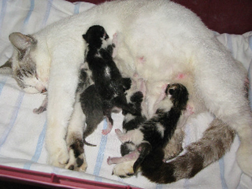 New Born Kittens Pictures