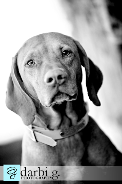 Darbi G photography-dog puppy photographer-_MG_9388-bw