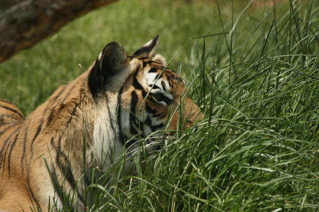Tiger Ambush