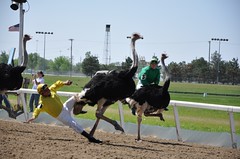 Just anther day at the Ostrich Races