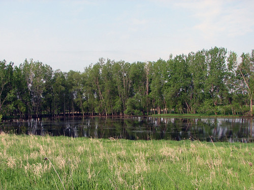 Pond at Rollins Savanna