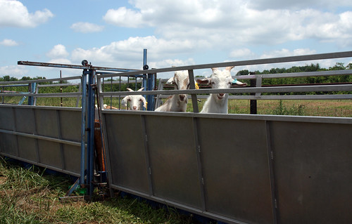 Goats in chute