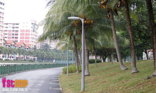 Trees along Tampines park connector are safety hazards in disguise
