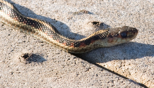 Swan River Snake Closeup