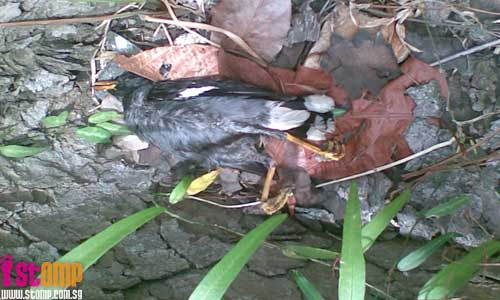 Dead birds found near Taman Jurong market
