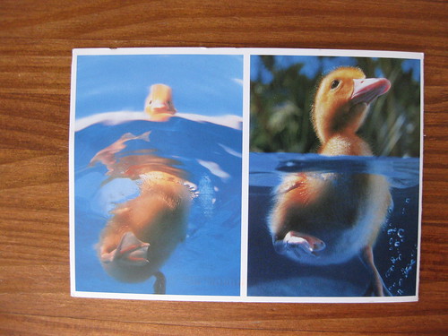 Duck folding postcard, folded front