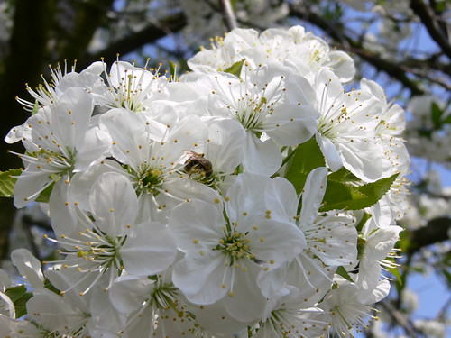 cherry tree blossoming. Cherry tree blossom by