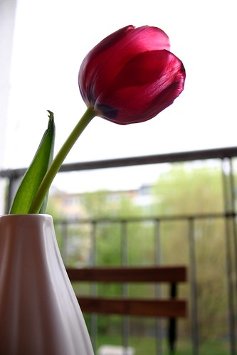 Tulip studies IX