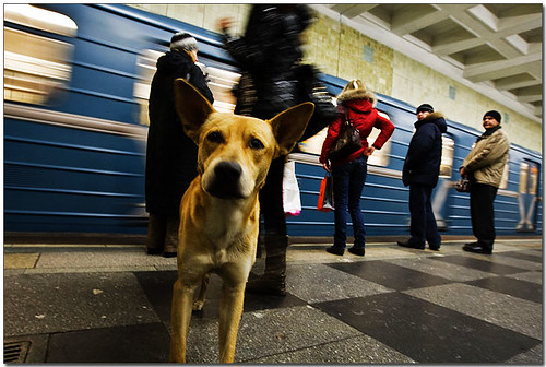 2009-04-19-「資訊」看看別人想想自己～保護動物不是喊口號喊爽的～莫斯科流浪狗搭地鐵～