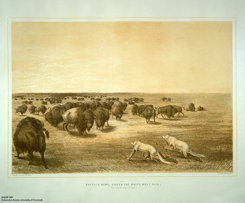 003-Caza de bufalos disfrazos con piel de lobo blanco-George Catlin 1875-1877