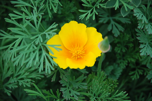 Yellow California Poppy