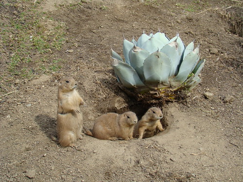 Black-tailed Prairie Dogs at the Los Angeles Zoo