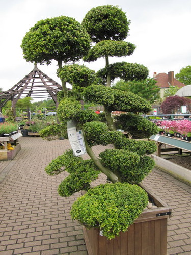 Expensive topiary ...