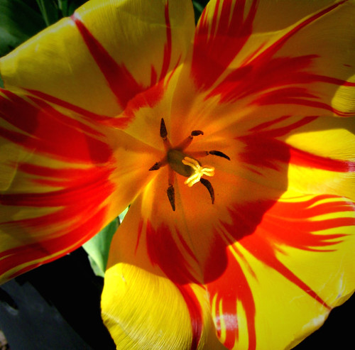 Tulip at Eglinton