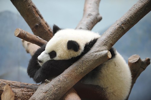 baby panda at the Atlanta zoo