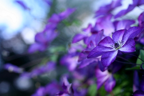 フリー画像|花/フラワー|ペタルス|紫色/パープル|パープル/花|フリー素材|