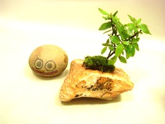 Iyo bonsai pot3-1