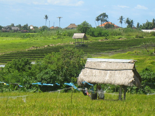 Rice Fields of Bali