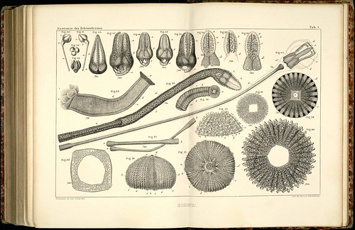 Anatomie des Echinodermes a