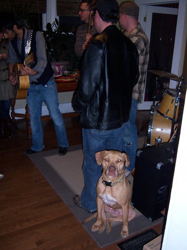 Party dog